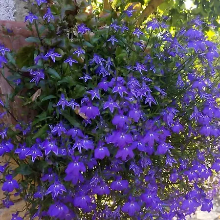 Bed & Breakfast Casale I Cirillo