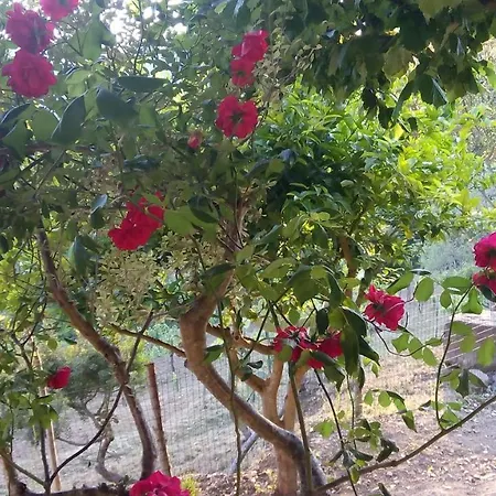Casale I Cirillo Bed & Breakfast